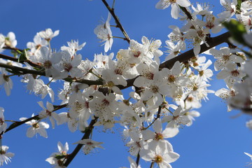 
Snow-white flowers bloomed on cherry plum in early spring