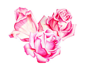 Watercolor floral roses beautiful heart bouquet.  Hand drawn illustration. Wedding, birthday and Valentine drawing. For greeting cards, invitations, floral design, patterns, prints. Flower decoration.