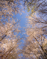 Cherry Blosssoms for Smartphone Background