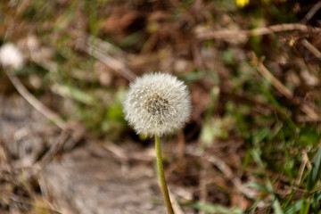 A dandelion.