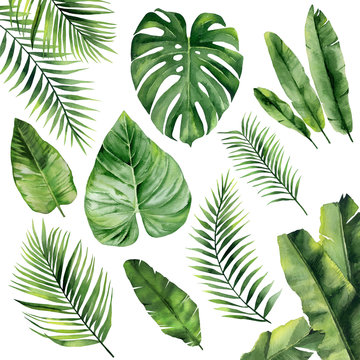 Green tropical leaves set. Exotic fronds. Botanical plant details. Watercolour illustration isolated on white background.