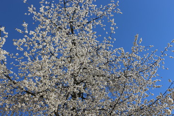 
Snow-white flowers bloomed on cherry plum in early spring