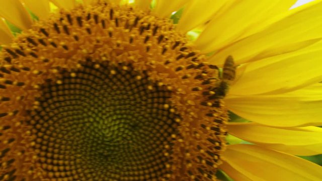 A bee on a sunflower closeup with flowe field on the background, wide angle macro