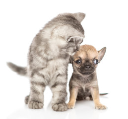 Young tabby cat sniffs tiny chihuahua puppy. Isolated on white background