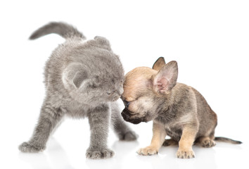 Kitten snifs sad tiny chihuahua puppy. Isolated on white background