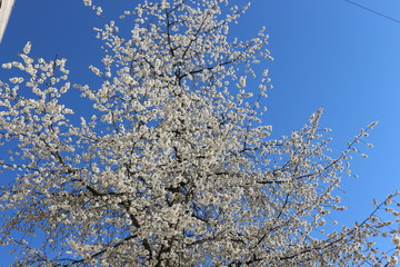 
Snow-white flowers bloomed on cherry plum in early spring