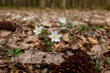 Blüten von Buschwindröschen (lat.: Anemone nemorosa) auf dem Waldboden im Frühling