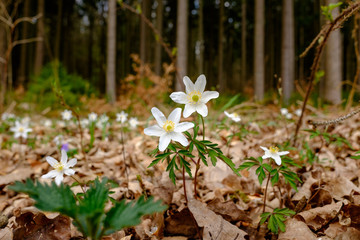 Mehrere sch&ouml;n bl&uuml;hende Buschwindr&ouml;schen (lat.: Anemone nemorosa) im Fr&uuml;hling auf dem Waldboden