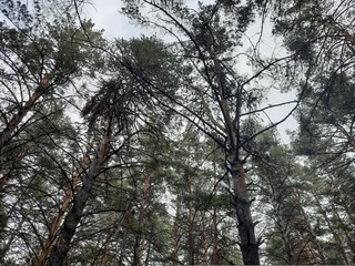 Fototapeta premium forest, tree, nature, landscape, trees, woods, wood, green, pine, autumn, park, summer, birch, leaf, foliage, environment, leaves, woodland, fall, trunk, light, sun, season, spring, plant