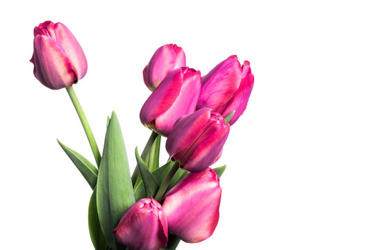 Beautiful magenta tulips isolated on a white background