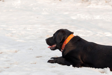 Black Labrador Retriever lying in the snow