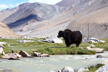 Fototapeta premium Black yak on a mountain background, Ladakh, India. 