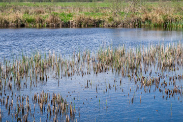 reeds in the lake in a dutch landscape in holland in the netherlands