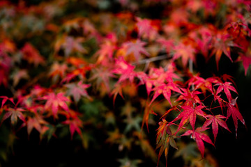The natural texture of colorful maple leaves or Momijigari in autumn at Japan. Light sunset of the sun with dramatic yellow and orange sky. Image depth of field.