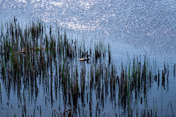 reeds in the water with a Great crested grebe  in a dutch landscape in holland in the netherlands