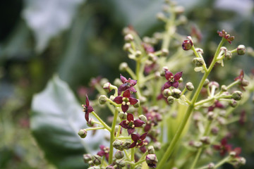 Aucuba japonica bush commonly called spotted laurel with fresh purple flowers on branch in the garden

