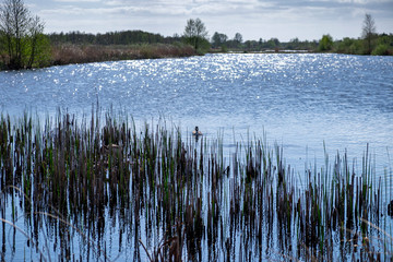 reflection of the sun on a lake in the forest with a Great crested grebe  in a dutch landscape in holland in the netherlands