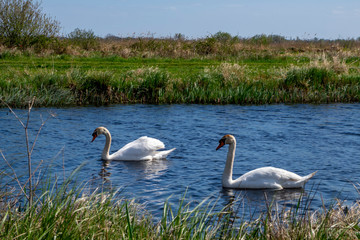 swans on the lake in a dutch landscape in holland in the netherlands