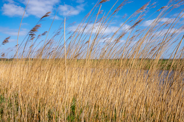 grass and reed in the wind in a dutch landscape in holland in the netherlands