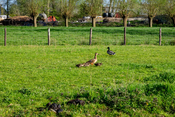 ducks in the field
