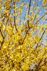 Forsythia branches with many yellow flowers against blue sky on a sunny day on springtime
