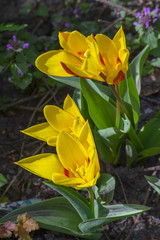 yellow tulips in garden