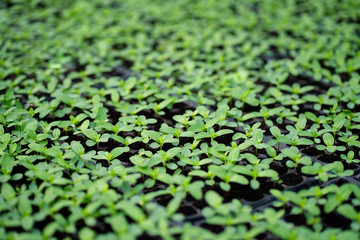 Green seedling growing in plant nursery or greenhouse.