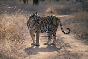 Obraz na płótnie Canvas Royal Bengal Tiger