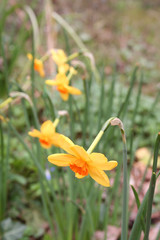 Yellow and orange Daffodil flowers growing in the garden on springtime. Narcissus plants in the flowerbed
