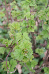 Red currant shrub with new fresh green leaves on springtime. Ribes bush in the garden
