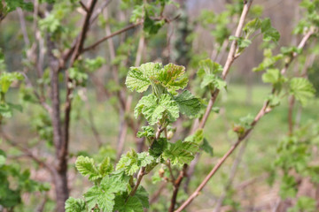 Naklejka premium Red currant shrub with new fresh green leaves on springtime. Ribes bush in the garden 