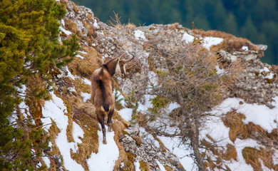 chamois wild goat in nature. Ceahlau mountain, Romania Carpathians