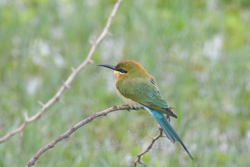 Blue Tailed Bee Eater 