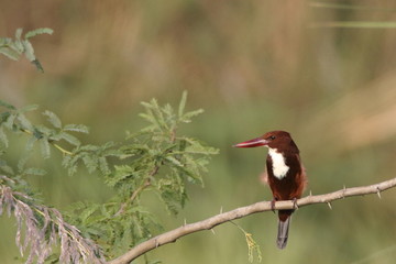 White Breasted Kingfisher perched 