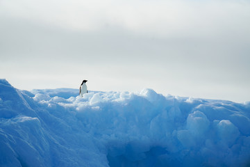 Solo Penguin on Ice