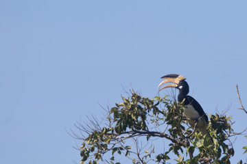 yellow billed hornbill at Sri Lanka 