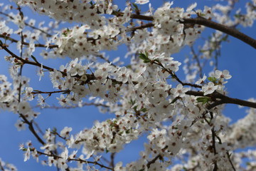 
Snow-white flowers bloomed on cherry plum in early spring