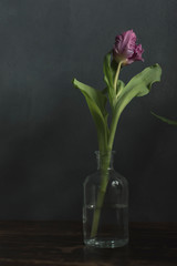 Vase of glass with purple tulip on wooden table.