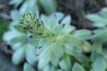 Rojnik murowy Sempervivum tectorum