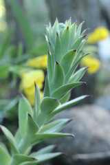 Obraz premium Rojnik murowy Sempervivum tectorum