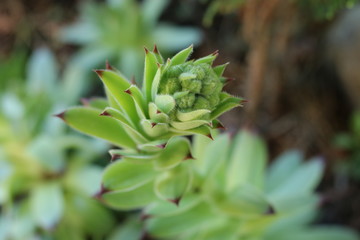Rojnik murowy Sempervivum tectorum