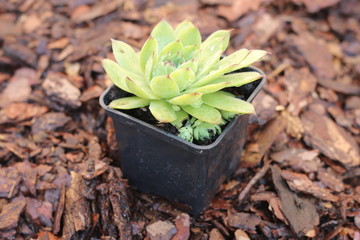 Rojnik murowy Sempervivum tectorum