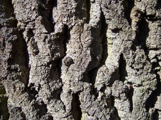 Oak bark