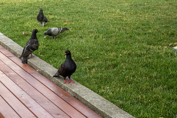 Group of doves eating crumbs on a paved floor in a park; summer day