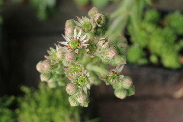 Rojnik murowy Sempervivum tectorum