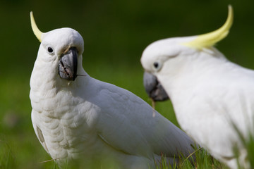 Pair of Sulfur Crested Cockatoos Feeding on the Ground