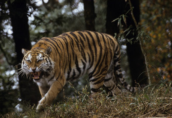 Royal Bengal Tiger