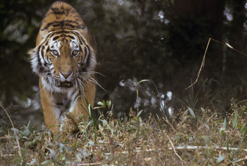 Fototapeta na wymiar Royal Bengal Tiger