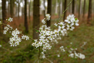 Frühling im Wald: Blüten an Zweigen von einem Busch / Strauch