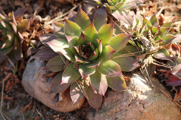 Rojnik murowy Sempervivum tectorum © Perovskia